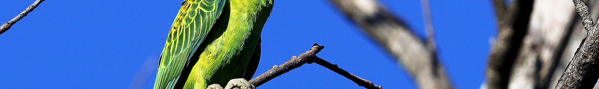 Blue Naped Parrot
